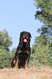 ROTTWEILER 035